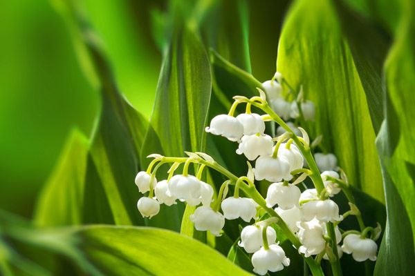 spring flowers as a reminder of hvac maintenance