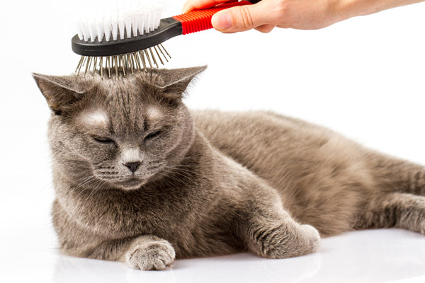 image of a person grooming a cat to reduce pet dander