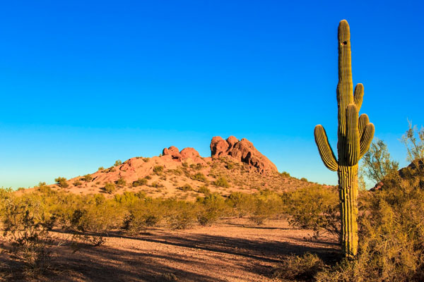 image of the Arizona desert in summer