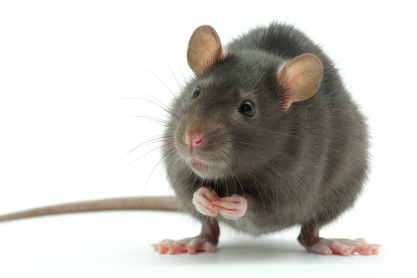 image of rat in hvac ductwork