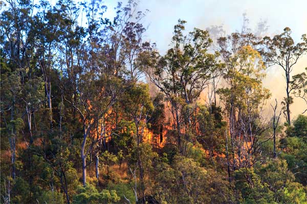 image of forest fire due to climate change