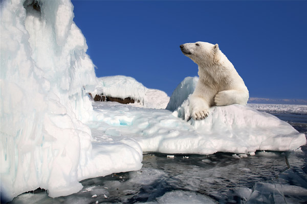 image of polar bear depicting global warming