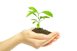 image of hands holding plant depicting renewable energy sources