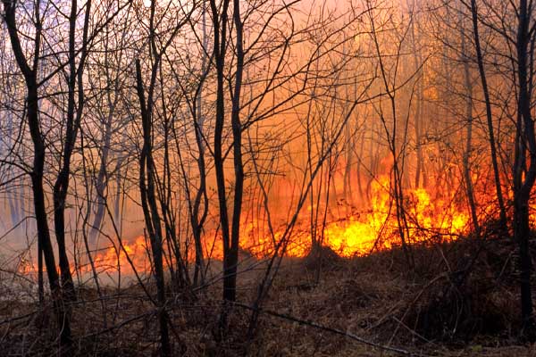 image of forest fire due to climate change