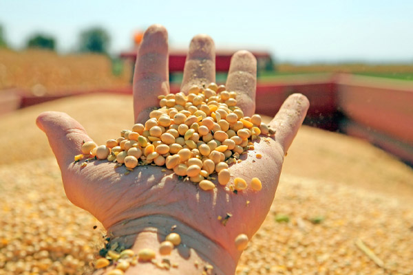 soy for biodiesel production
