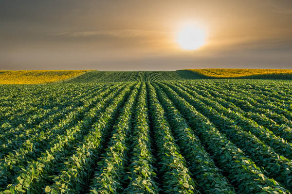 soy crops used for the production of bioheat