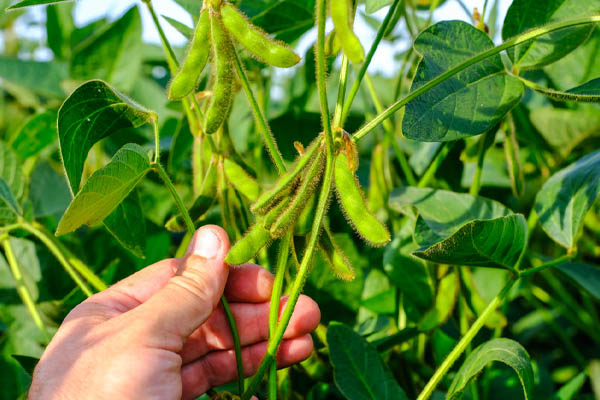 image of soy depicting soy oil used for biodiesel production