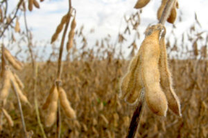 image of soy fields depicting biofuel energy