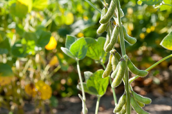 image of soy used for biofuel production