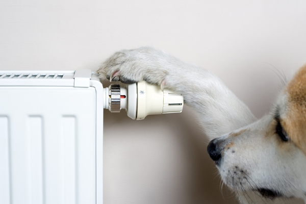 dog adjusting temperature of boiler oil system