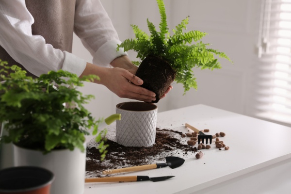 woman planting fern to improve indoor air quality