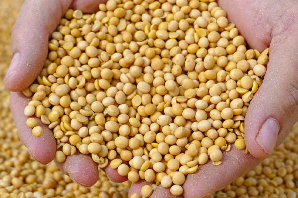 soybeans that are used for Bioheat® fuel