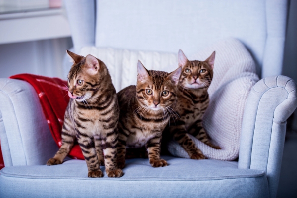 3 cats sitting on the singular couch Variables That Affect Air Filter Replacement